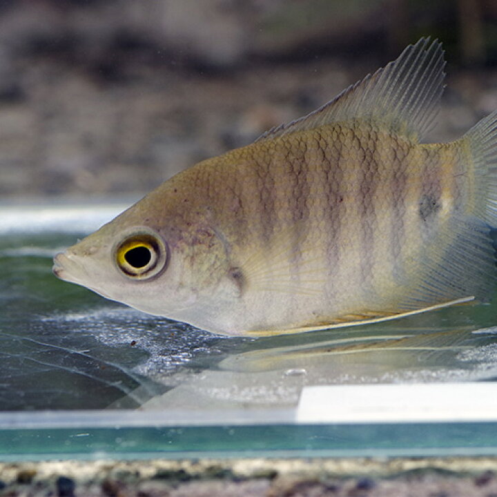楽天市場】(熱帯魚 生体)オスフロ セプテンファスキタータス 