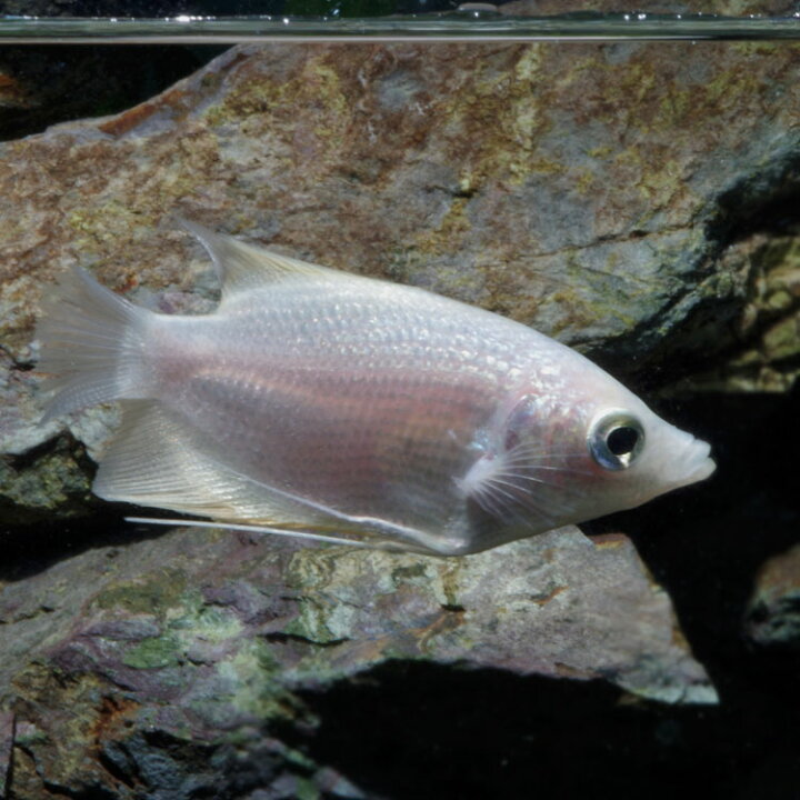 楽天市場】(熱帯魚 生体)ゴールデン・オスフロネームス・グラミー （約 