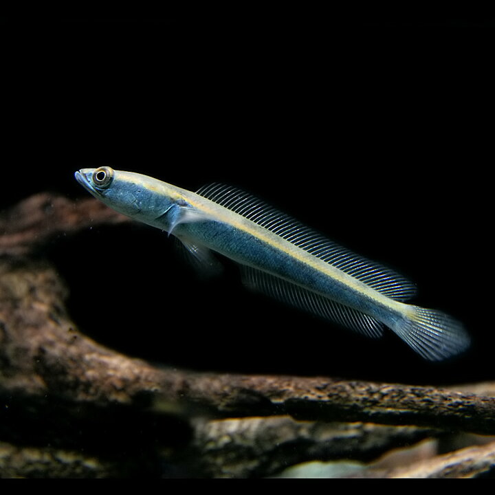 楽天市場】(熱帯魚 生体)コブラ スネーク ヘッド （約10cm）（1匹 