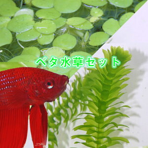 ベタ 水槽 水草の人気商品 通販 価格比較 価格 Com
