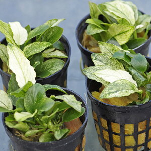 ()AkrAXii@@zCg}[u 1POT