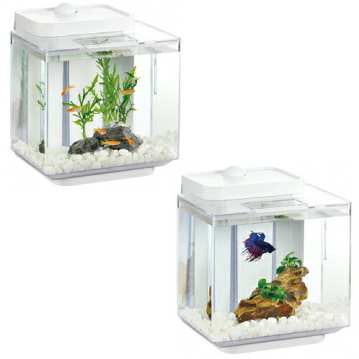 楽天市場 Gex 楽アクアスイッチ 水槽セット 飼育セット アクリル水槽 小型水槽 水槽 熱帯魚 観賞魚 飼育 セット水槽 オブジェ 生体 通販 販売 アクアリウム あくありうむ 小型 ネオス 楽天市場店