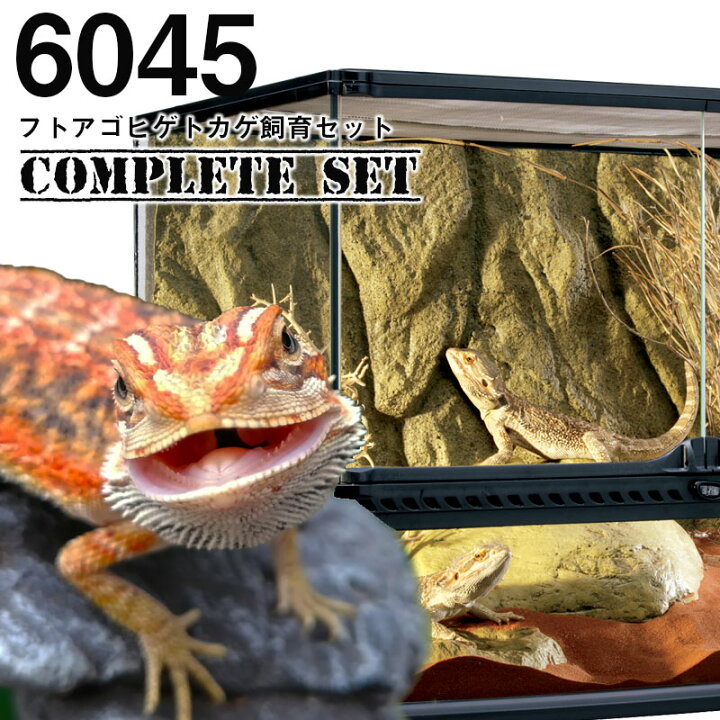 楽天市場】【水槽セット】6045 フトアゴヒゲトカゲ飼育セット 