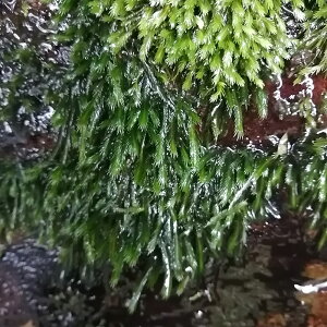 iRPjzEIESPytz@i1Jbvj@