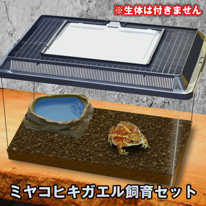 楽天市場】【セット商品】ミヤコヒキガエル飼育セット ※生体は含まれ 