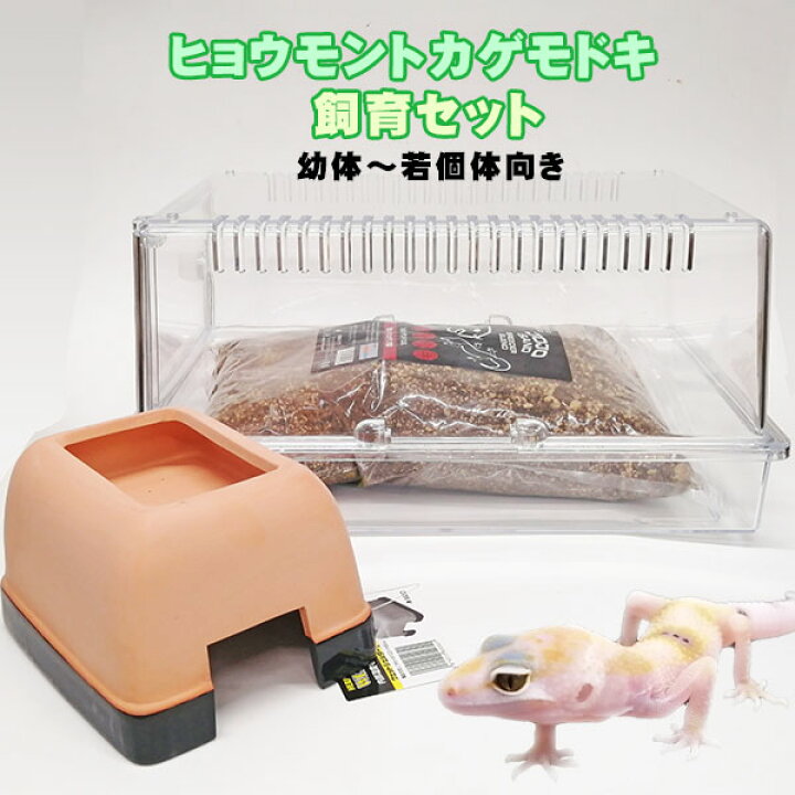 楽天市場 水槽セット ヒョウモントカゲモドキ 飼育セット 幼体 若個体向け A ネオス 楽天市場店