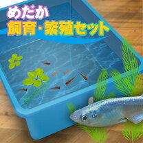 楽天市場】メダカ飼育基本4 2点セットの通販