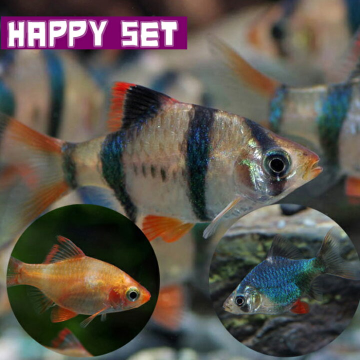 熱帯魚3種