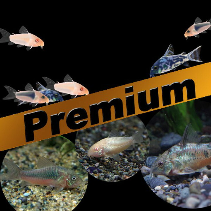 楽天市場】(熱帯魚 生体)【プレミアムセット】コリドラスミックス(赤 