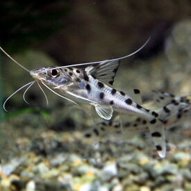 楽天市場 ナマズ 観賞魚 熱帯魚 アクアリウム ペット ペットグッズの通販