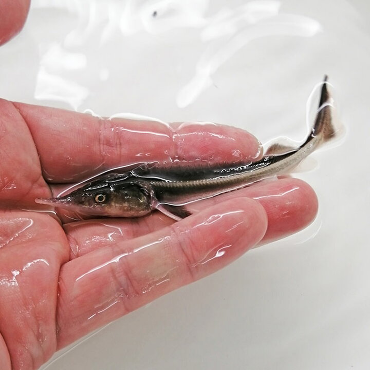 楽天市場】(熱帯魚)コチョウザメ Acipenser ruthenus （約10-20cm 
