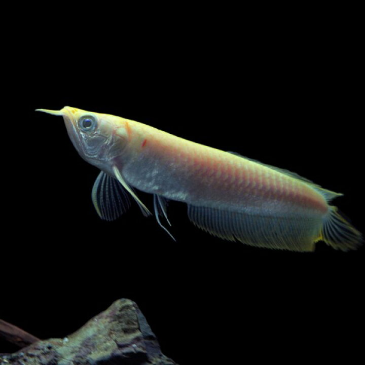 楽天市場】(熱帯魚 生体)アルビノ・シルバーアロワナ ブドウ目タイプ  
