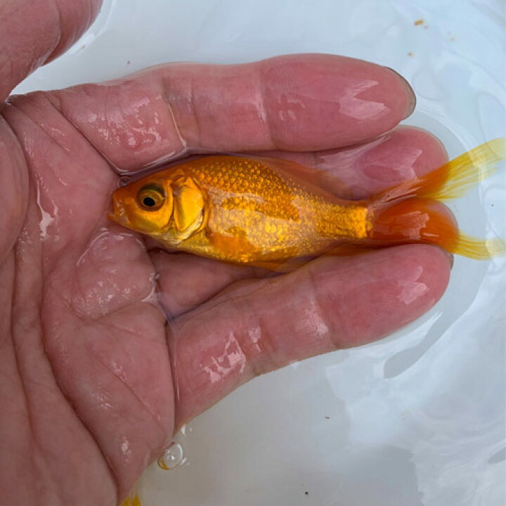 楽天市場】(金魚 生体)国産 イエローコメット （8cm前後）（3匹 