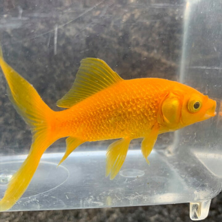 楽天市場】(金魚 生体)国産 イエローコメット （8cm前後）（3匹 