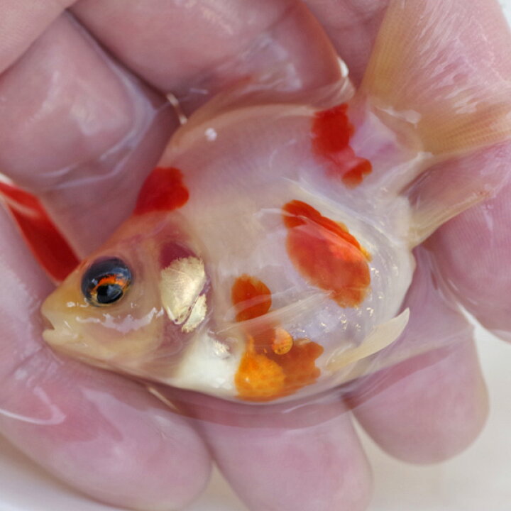 楽天市場】(金魚)玉サバ 更紗【国産】 (約5cm）（1匹） : ネオス 