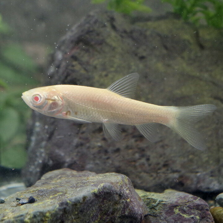 楽天市場】(日淡)アルビノソウギョ （アルビノ草魚） （約12-15cm 