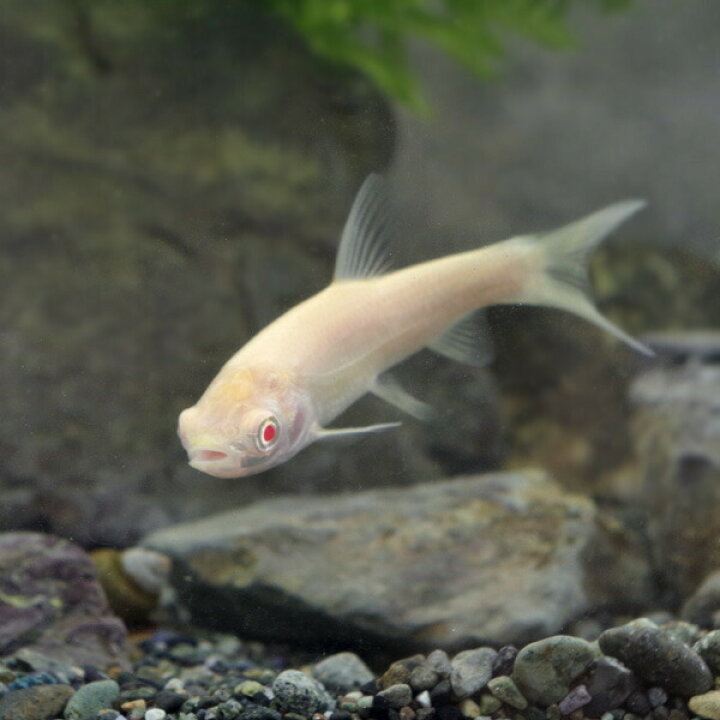 楽天市場】(日淡)アルビノソウギョ （アルビノ草魚） （約12-15cm 