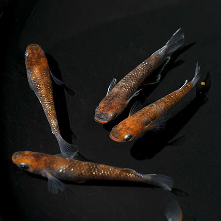 楽天市場】(めだか)銀鱗紅玉メダカ （約2.5-3cm）（3匹） : ネオス 