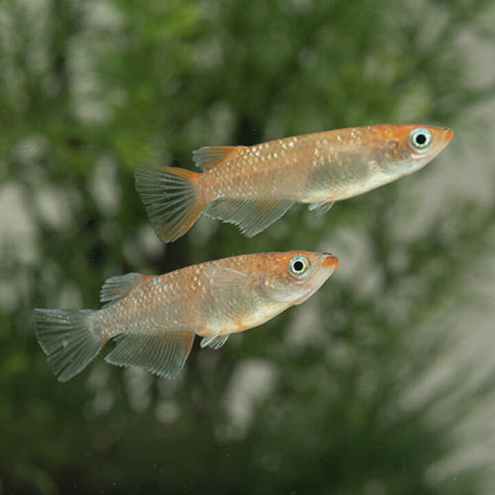楽天市場】(めだか)銀鱗紅玉メダカ （約2.5-3cm）（3匹） : ネオス 