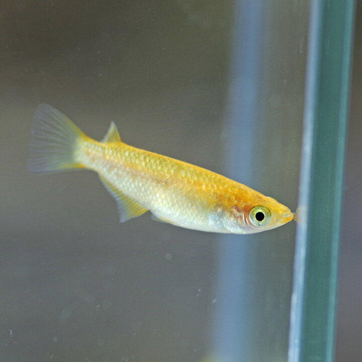 楽天市場】(めだか)みかんメダカ （約2.5-3cm）（3匹） : ネオス 