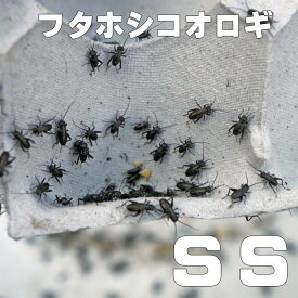 楽天市場 コオロギ Ssの通販
