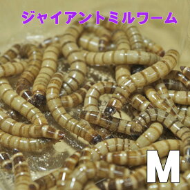 楽天市場 餌 ジャイアントミルワームの通販