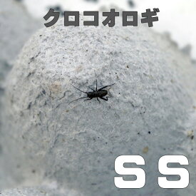 楽天市場 コオロギ Ssの通販