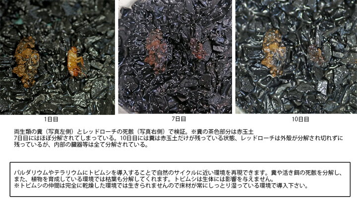 楽天市場 活餌 トビムシ ミックス お買い得 5カップ パルダリウム テラリウムの分解者としても ネオス 楽天市場店