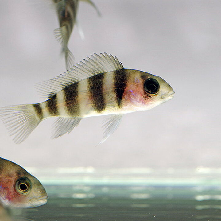 楽天市場】(熱帯魚)キフォテラピア フロントーサ イバカブルー （約 