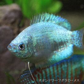 (熱帯魚 生体)ネオンドワーフグラミー　メス　♀（約3-4cm）　（1匹）【美しい熱帯魚】【水槽/熱帯魚/観賞魚/飼育】【生体】【通販/販売】【アクアリウム/あくありうむ】【小型】