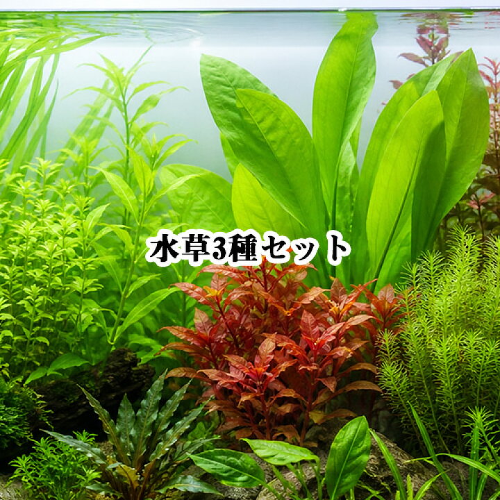 楽天市場】(水草)水草ビギナー向け3種セット （3種 9本入）【水槽 