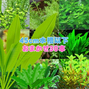 ()܂@TCY45cm`ɂ߁@i5ȏ@30{Zbgjy/Mы/Ϗ܋/zýzyʔ/̔zyANAE/肤ށzy^z
