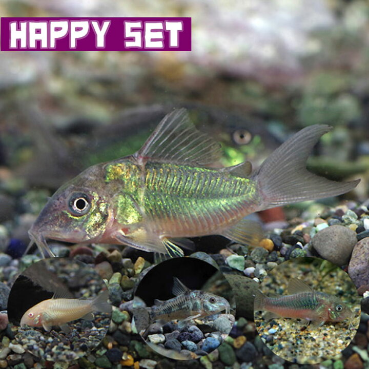 楽天市場】(熱帯魚セット)【ハッピーセット】エメラルドグリーン 