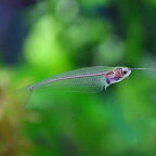 (熱帯魚)トランスルーセントグラスキャット　（約4-7cm）（10匹）【水槽/熱帯魚/観賞魚/飼育】【生体】【通販/販売】【アクアリウム/あくありうむ】【小型】