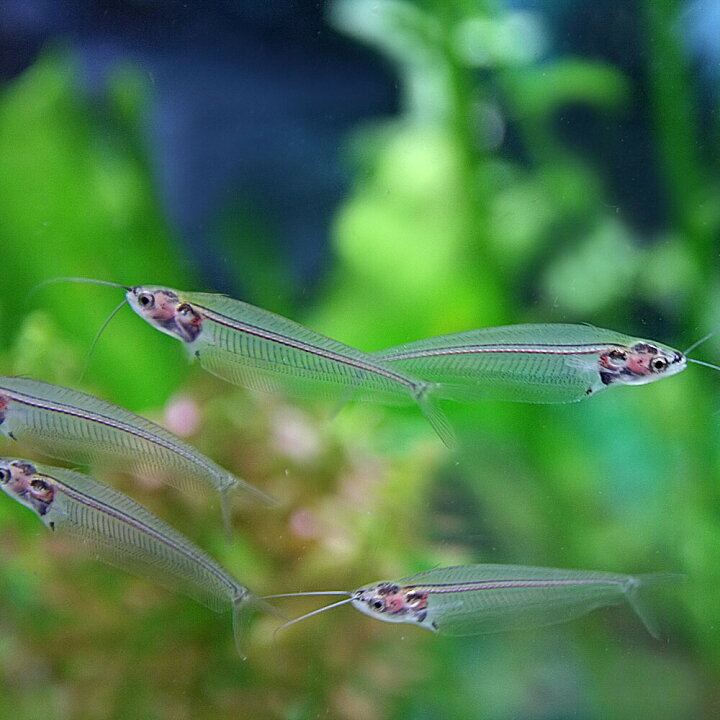 楽天市場 熱帯魚 トランスルーセントグラスキャット 約4 7cm 10匹 水槽 熱帯魚 観賞魚 飼育 生体 通販 販売 アクアリウム あくありうむ 小型 ネオス 楽天市場店 楽天市場 熱帯魚 トランスルーセントグラスキャット 約4 7cm 10匹 水槽 熱帯魚 観賞魚 飼育 生体 通販 販売 アクアリウム あくありうむ 小型 ネオス 楽天市場店