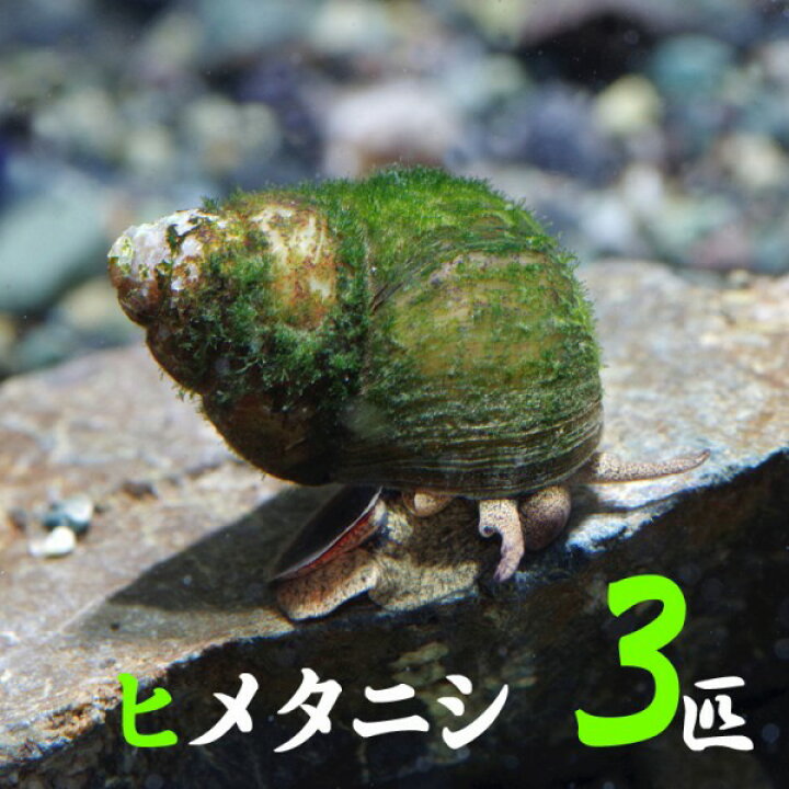楽天市場 貝 ヒメタニシ Cm ３匹 水槽 熱帯魚 観賞魚 飼育 生体 通販 販売 アクアリウム あくありうむ 小型 ネオス 楽天市場店