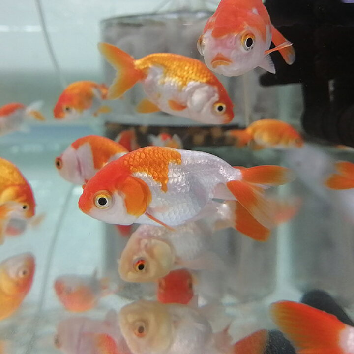 楽天市場】(熱帯魚)加藤らんちゅう【国産】（約6cm）(1匹 