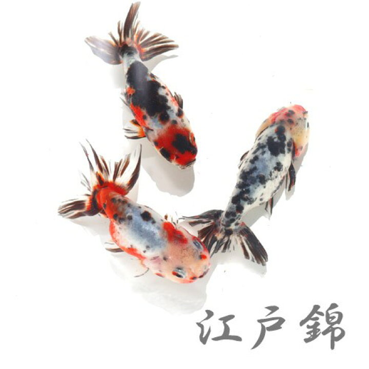 楽天市場】(金魚 生体)国産 江戸錦（8-9cm前後）（1匹）【水槽 