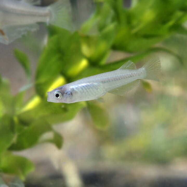 楽天市場 深海メダカ 5匹 水槽 熱帯魚 観賞魚 飼育 生体 通販 販売 アクアリウム あくありうむ 小型 ネオス 楽天市場店