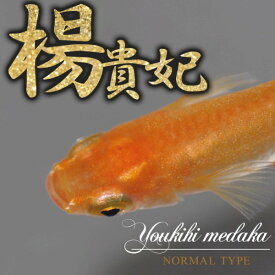 （めだか）楊貴妃メダカ　（約2cm）（20匹）楊貴妃めだか【水槽/熱帯魚/観賞魚/飼育】【生体】【通販/販売】【アクアリウム/あくありうむ】【小型】