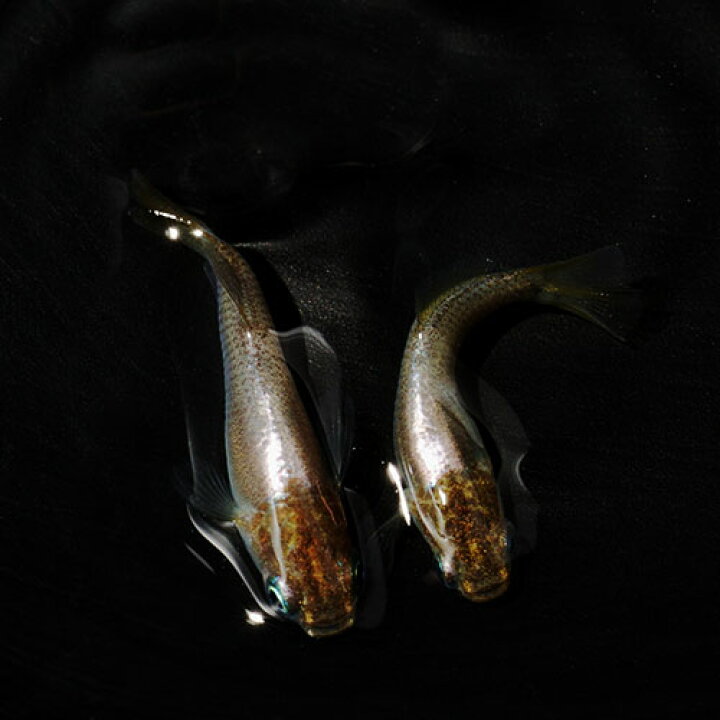 楽天市場】(めだか)鳳凰メダカ （約2.5-3cm）（3匹）【水槽/熱帯魚 