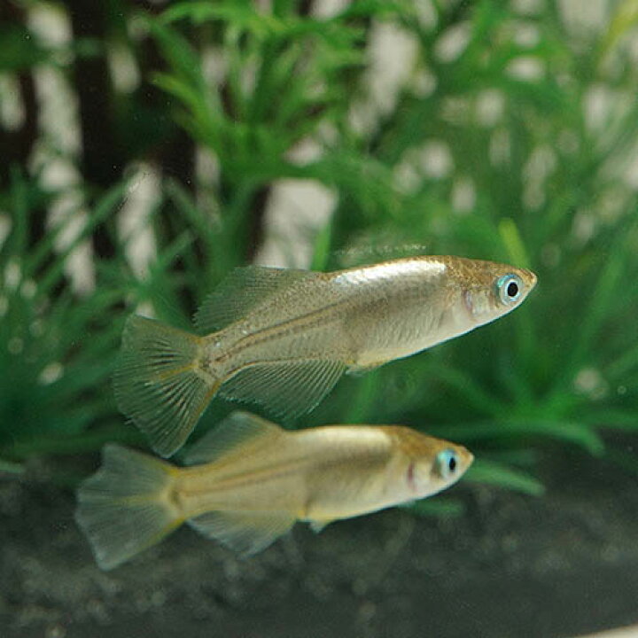 楽天市場】(めだか)鳳凰メダカ （約2.5-3cm）（3匹）【水槽/熱帯魚 