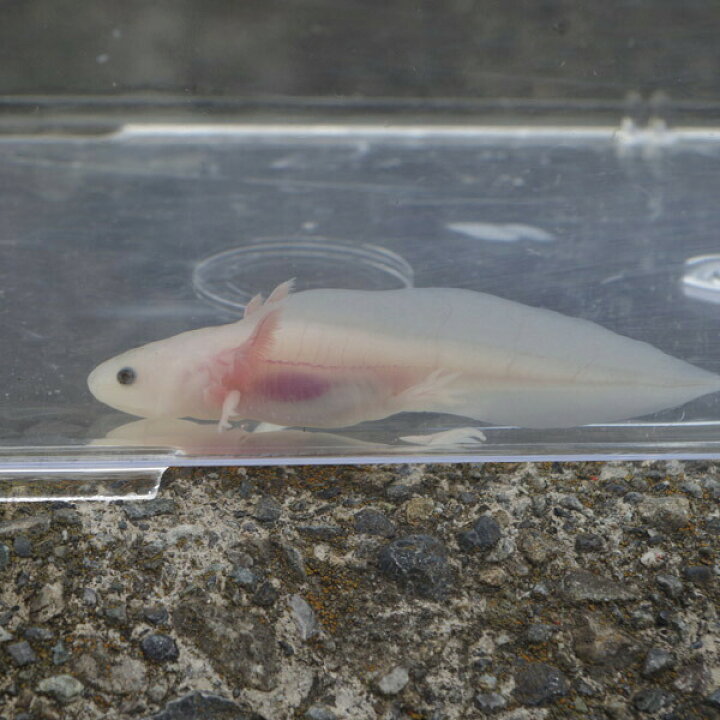 楽天市場 ショートボディ 白黒目ウーパールーパー 約5ｃｍ ネオス 楽天市場店