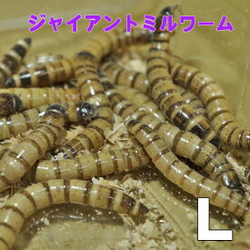楽天市場 1kg ジャイアントミルワームの通販
