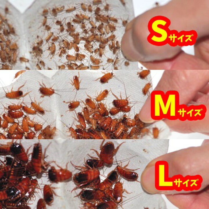 楽天市場】(両生類)レッドローチ （Sサイズ）（3カップ）【代引き 