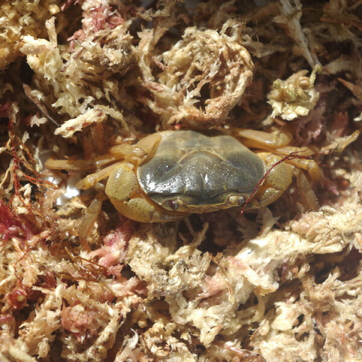 楽天市場 純淡水飼育 クリスタルアンバー マウンテンクラブ sサイズ 1匹 淡水カニ祭り ネオス 楽天市場店 楽天市場 純淡水飼育 クリスタルアンバー マウンテンクラブ sサイズ 1匹 淡水カニ祭り ネオス 楽天市場店