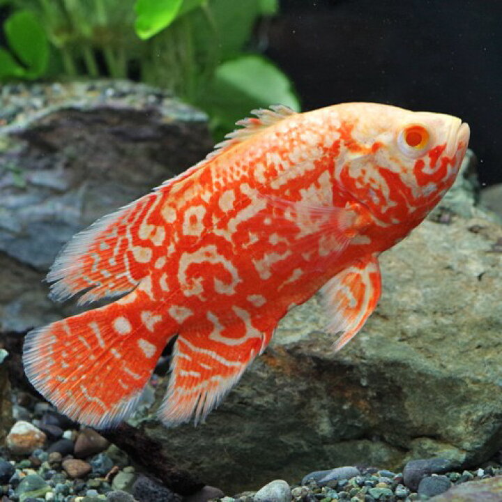 楽天市場】(熱帯魚 生体)アルビノルビーレッドオスカー ブラッドレッド 