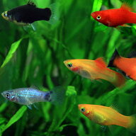 (熱帯魚 生体)ミックスプラティ　（約2-3cm）（6匹）【雌雄指定、種類指定不可】【水槽/熱帯魚/観賞魚/飼…