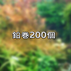 (水草)水草 鉛巻いろいろミックス 200個 【お取り寄せ品(3-4日)】 【水槽/熱帯魚/観賞魚/飼育】【生体】【通販/販売】【アクアリウム/あくありうむ】【小型】