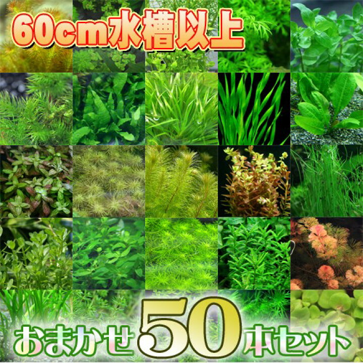 楽天市場】(水草)おまかせ水草 水槽サイズ60cm～にお勧め （7種以上 